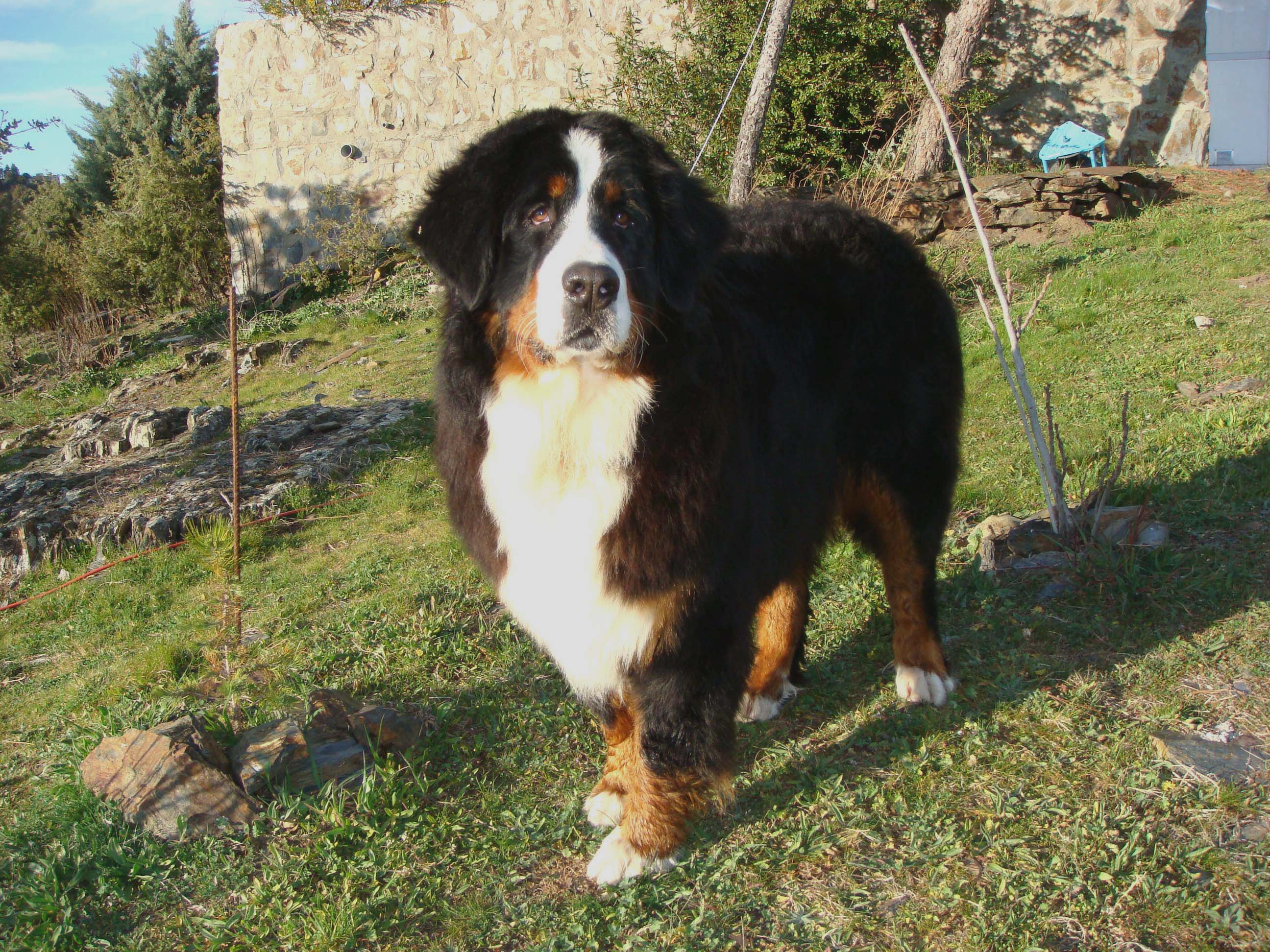 BENESE MOUNTAIN DOG INDIA